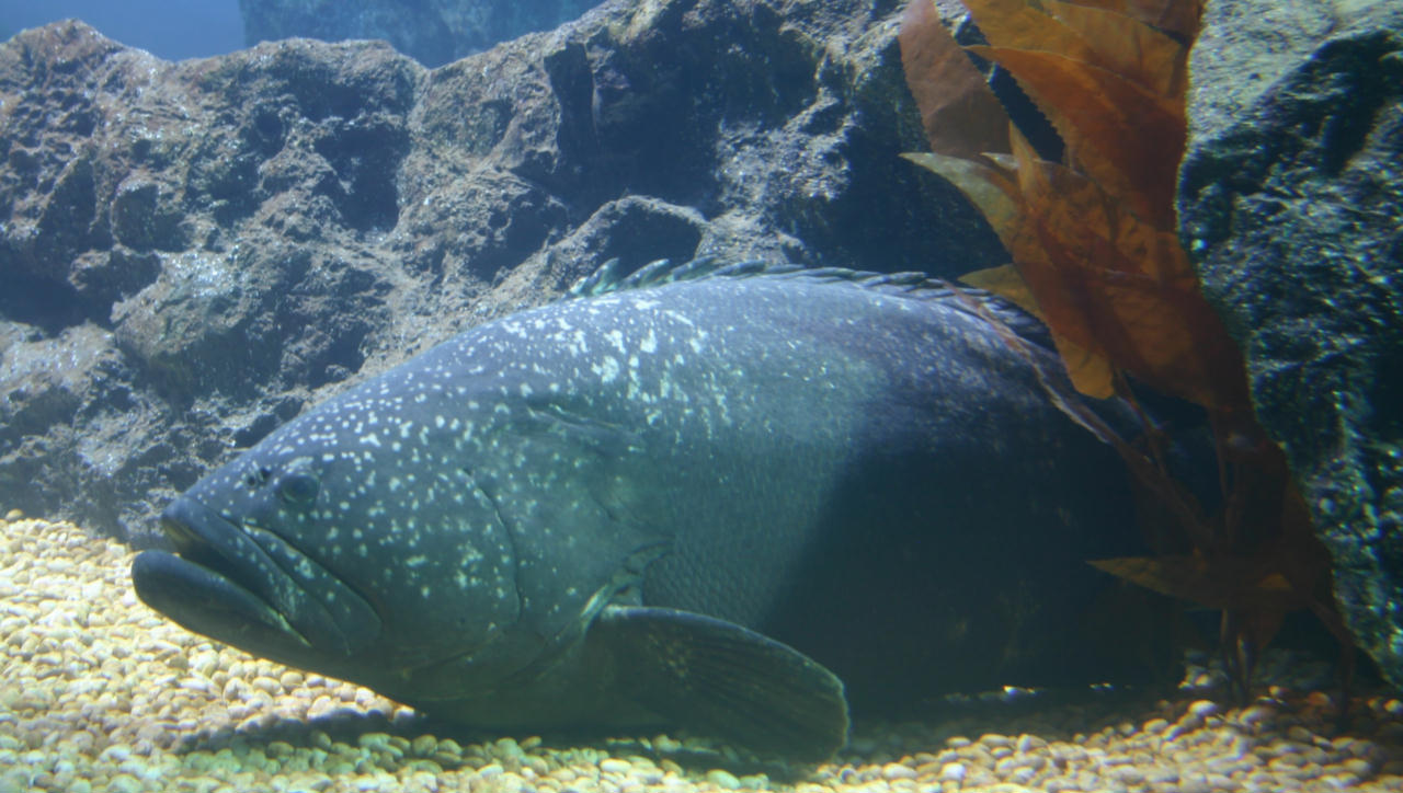 Epinephelus lanceolatus (Cernia gigante del Queensland)